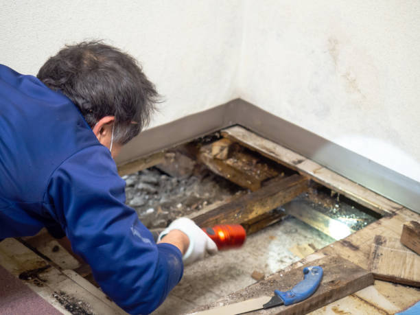 Best Insurance-Related Mold Remediation in East Norwich, NY